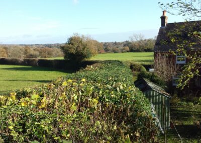 hedge cutting and fence repair Heathfield